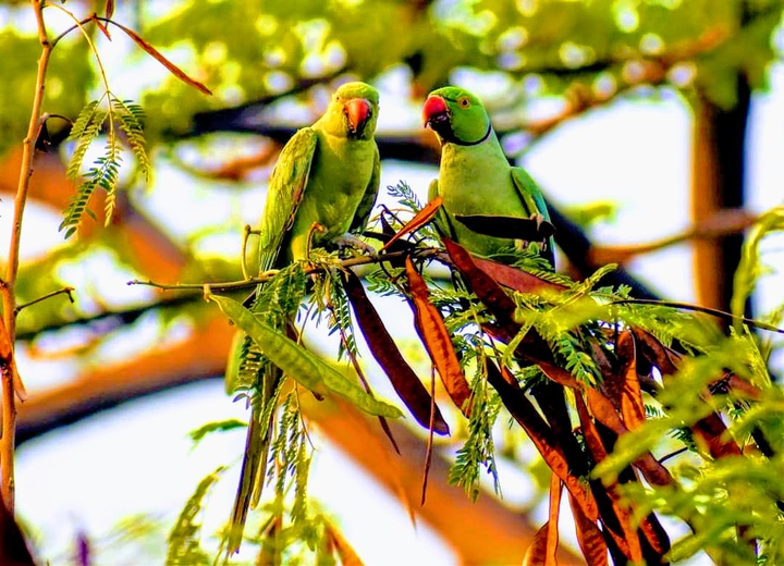 Parrots