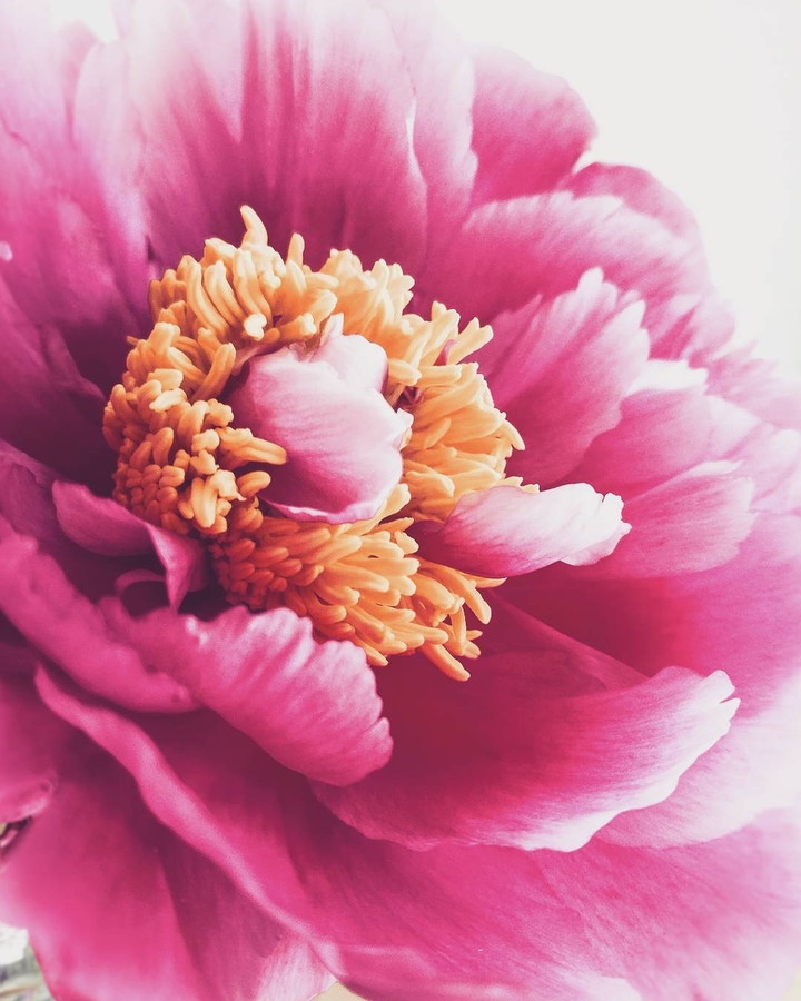 pink blossoms.