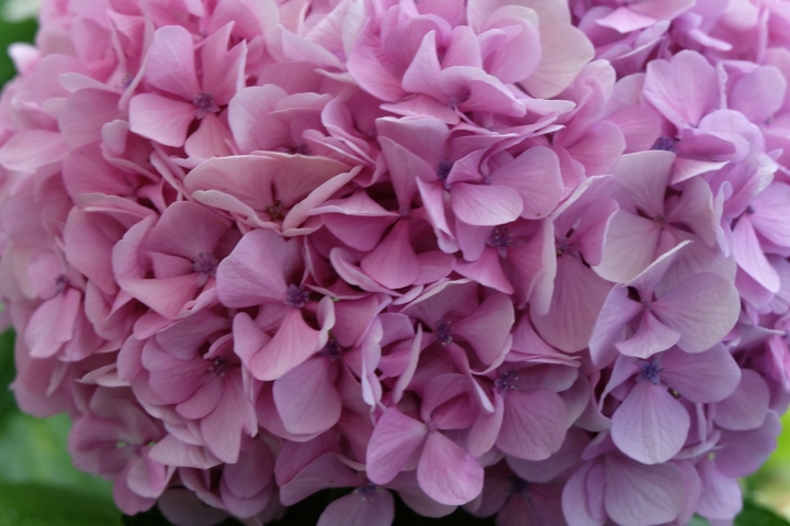serie Hortensia