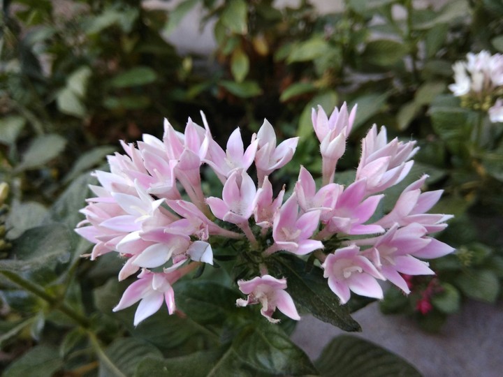 Pink bloom