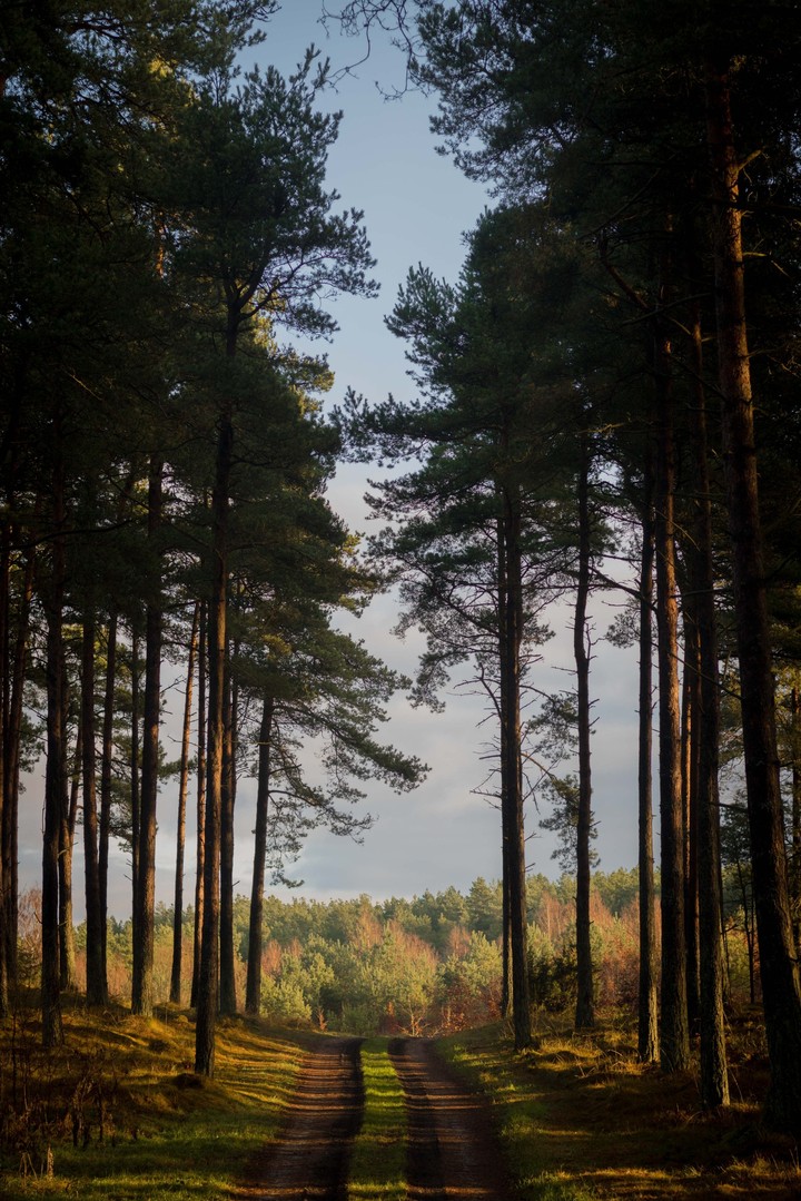 Forest Path