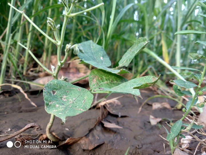 leaf