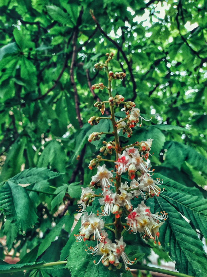 plant