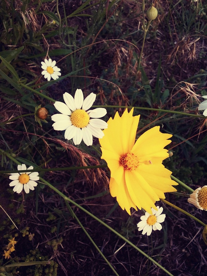 flowers