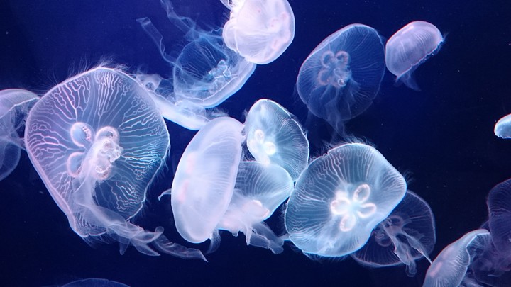 海月