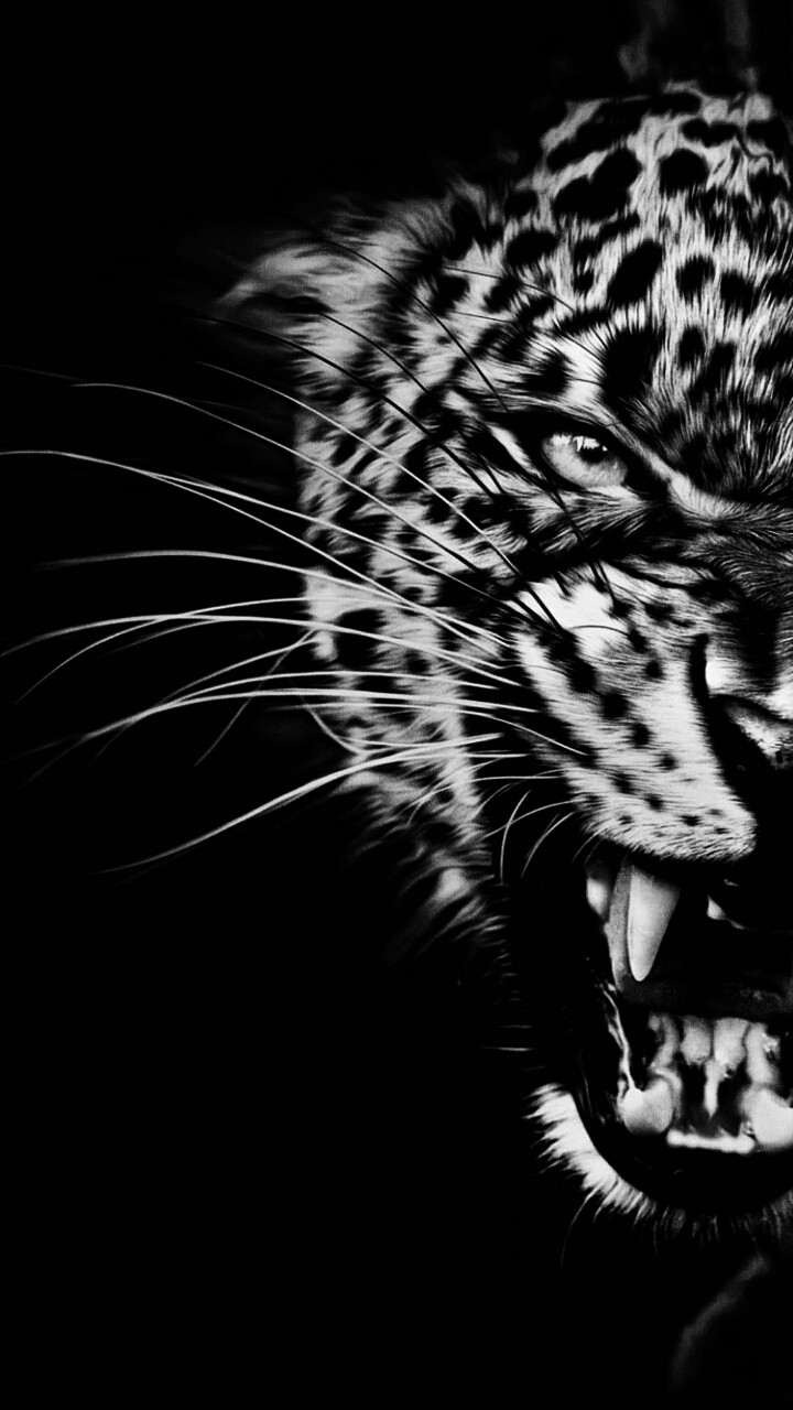 cheetah