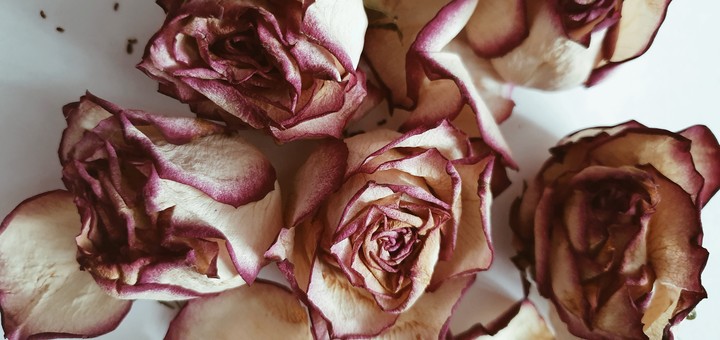 Roses