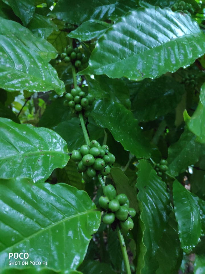 peppercorns
