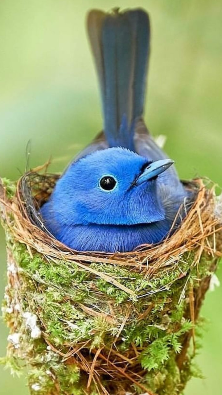 next.. bird... View