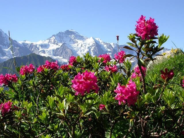 Spring