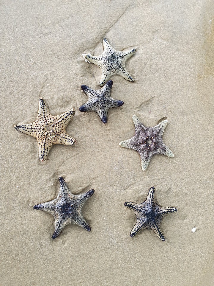 starfish
