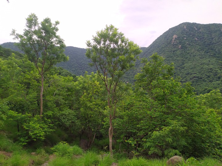 forest and mountains