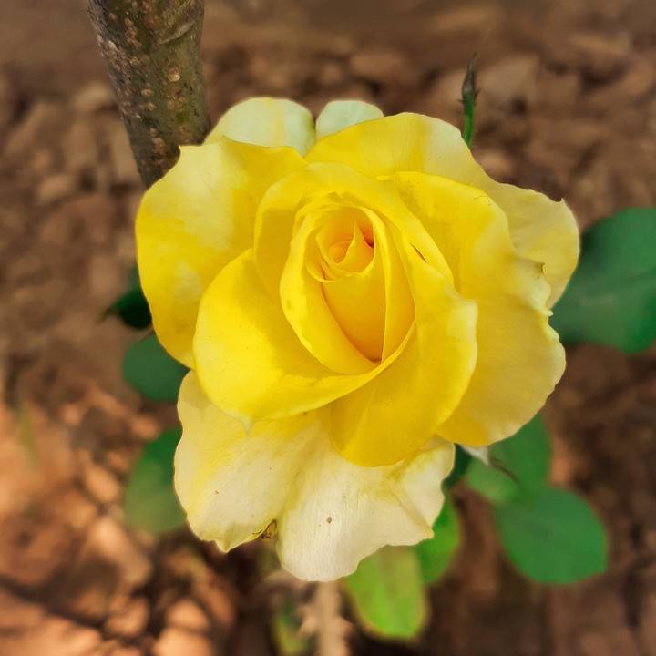 yellow flower