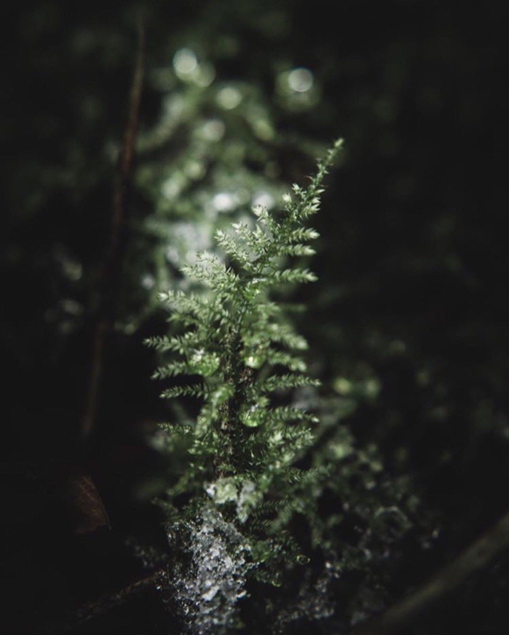 Fern