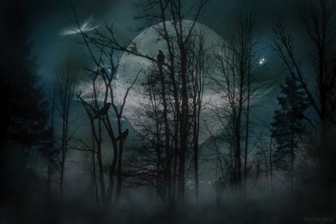 Mystical Forest