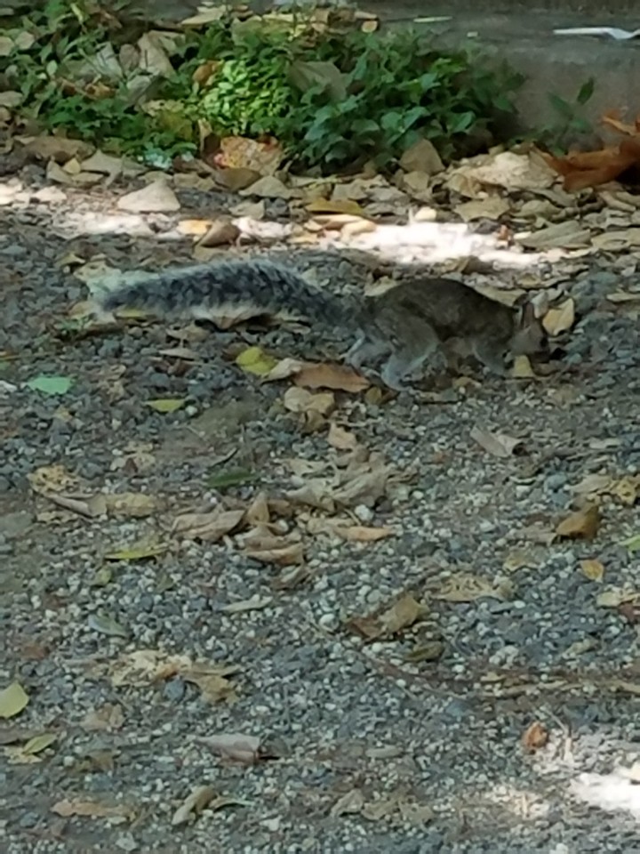 una ardilla