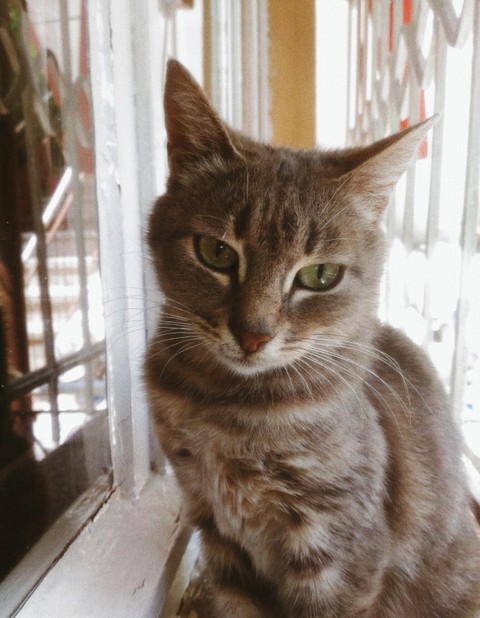 cat