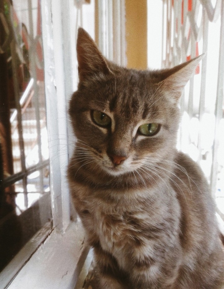 cat