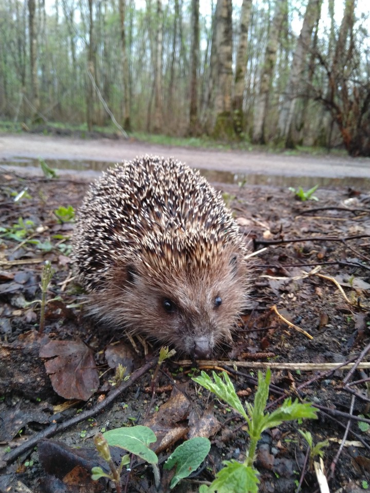 Moscow hedgehog