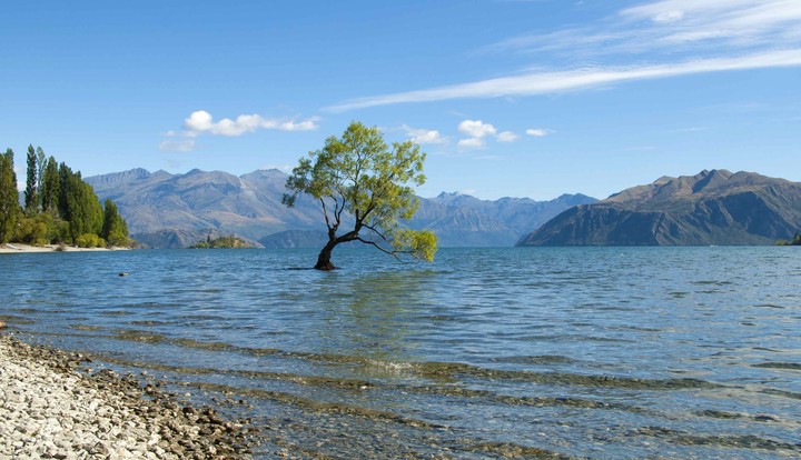 wanaka tree
