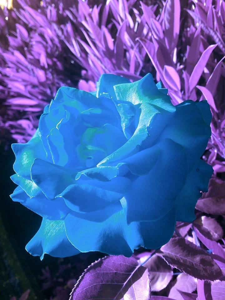 Fancy rose