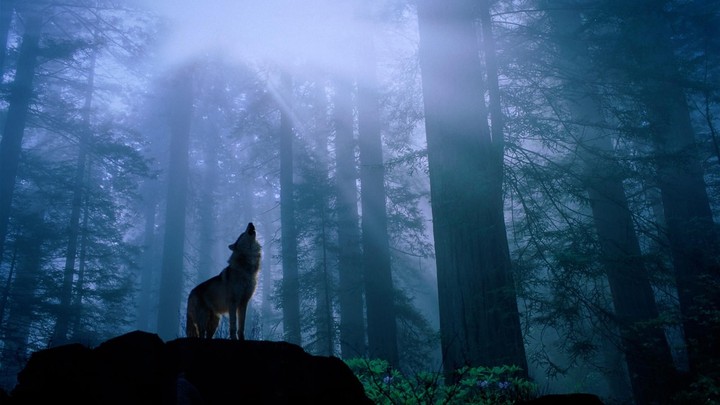 el lobo
