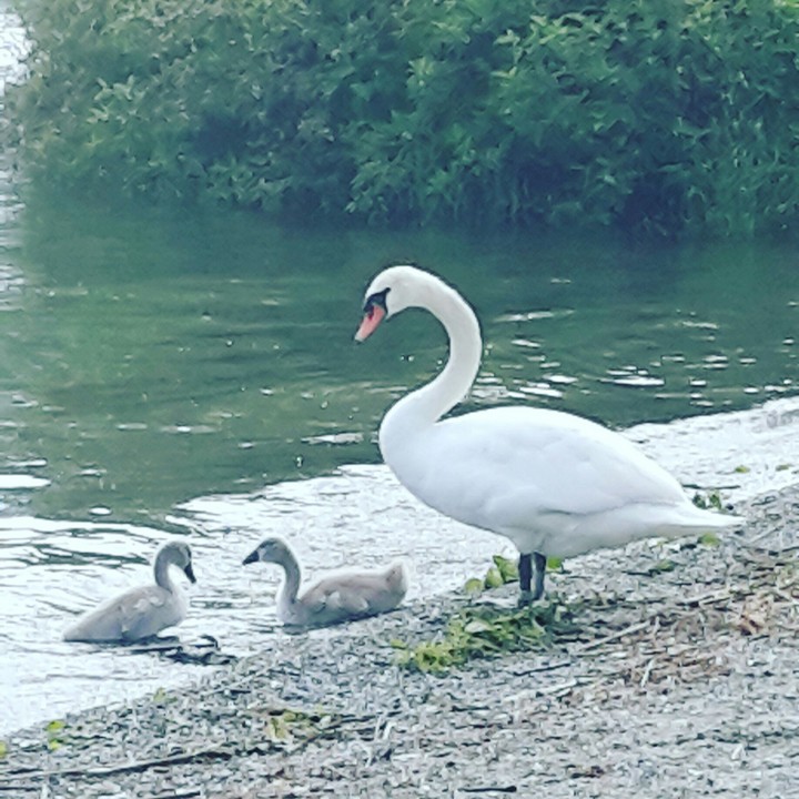 Swan