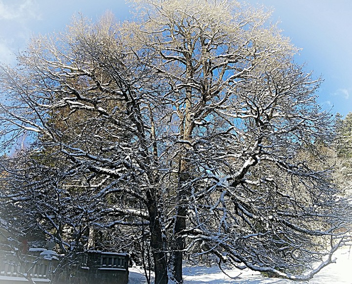 Tree of December