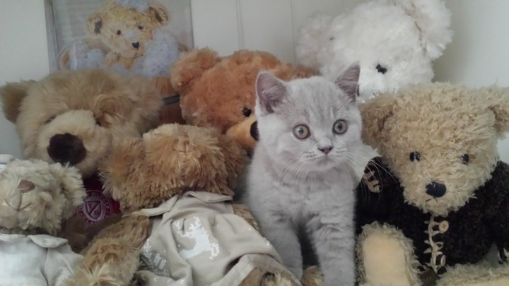 la mia dolce Molly