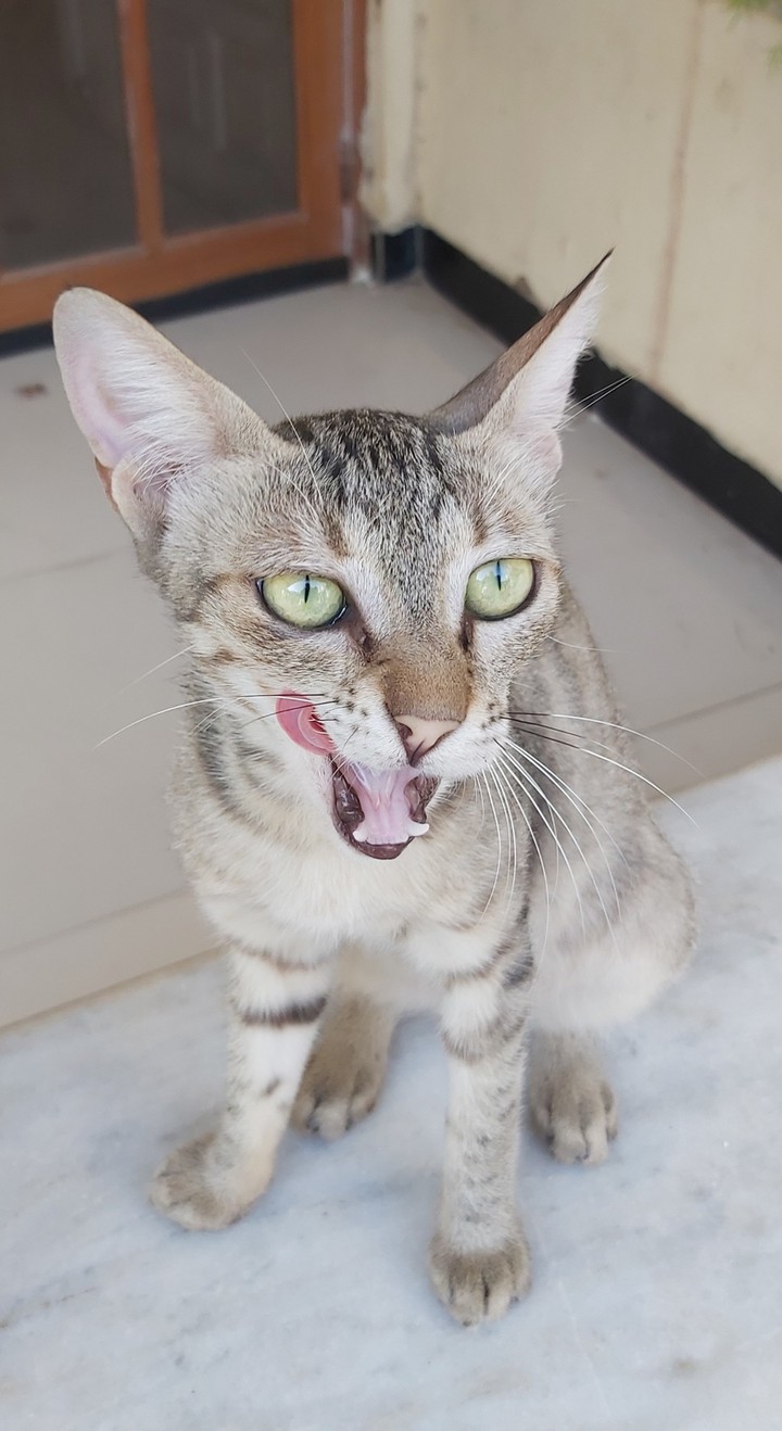 Meow
