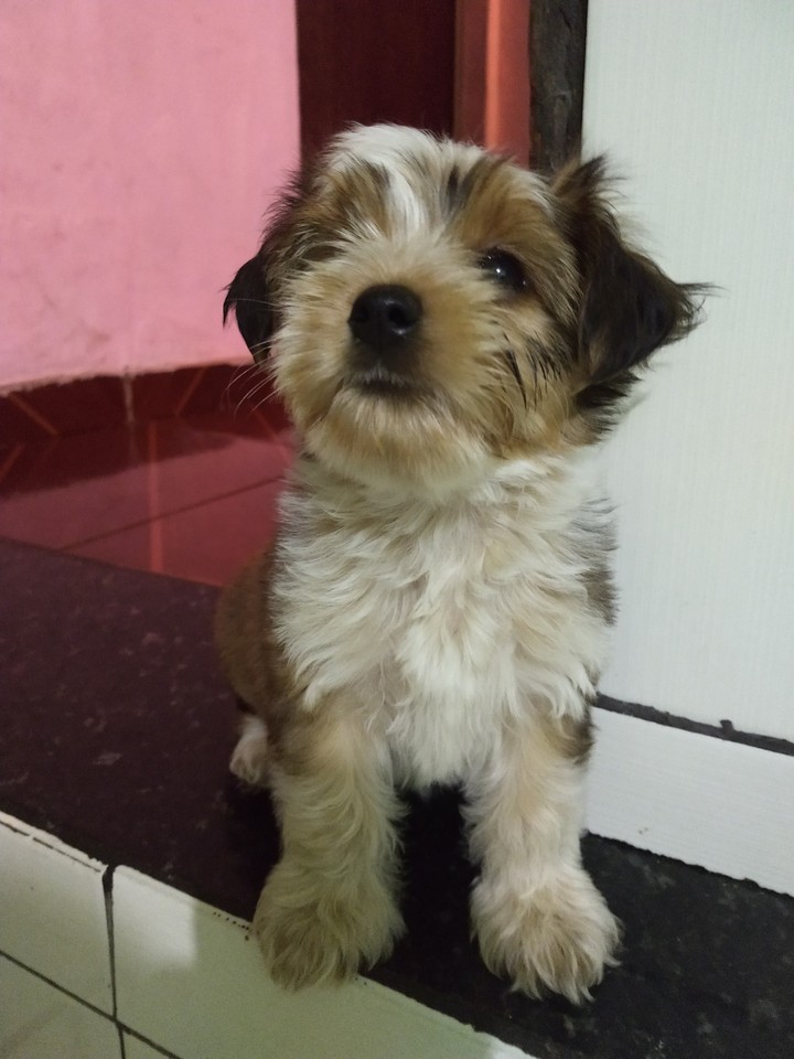 cachorro