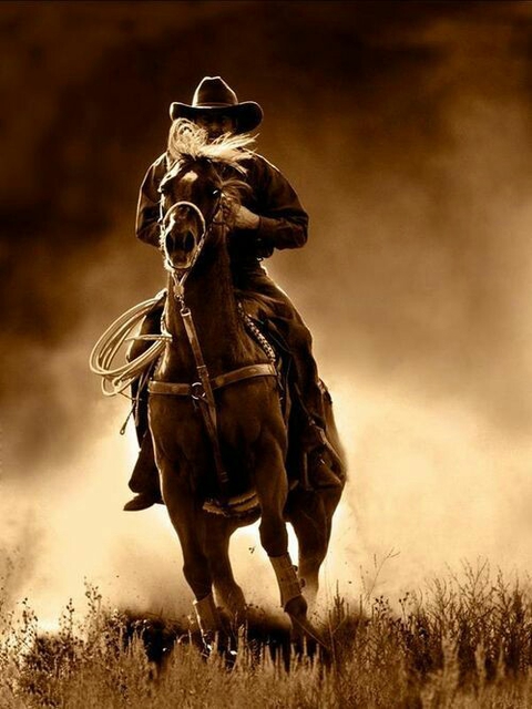 horse, stallion wallpapers