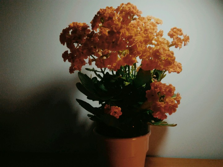 flowers