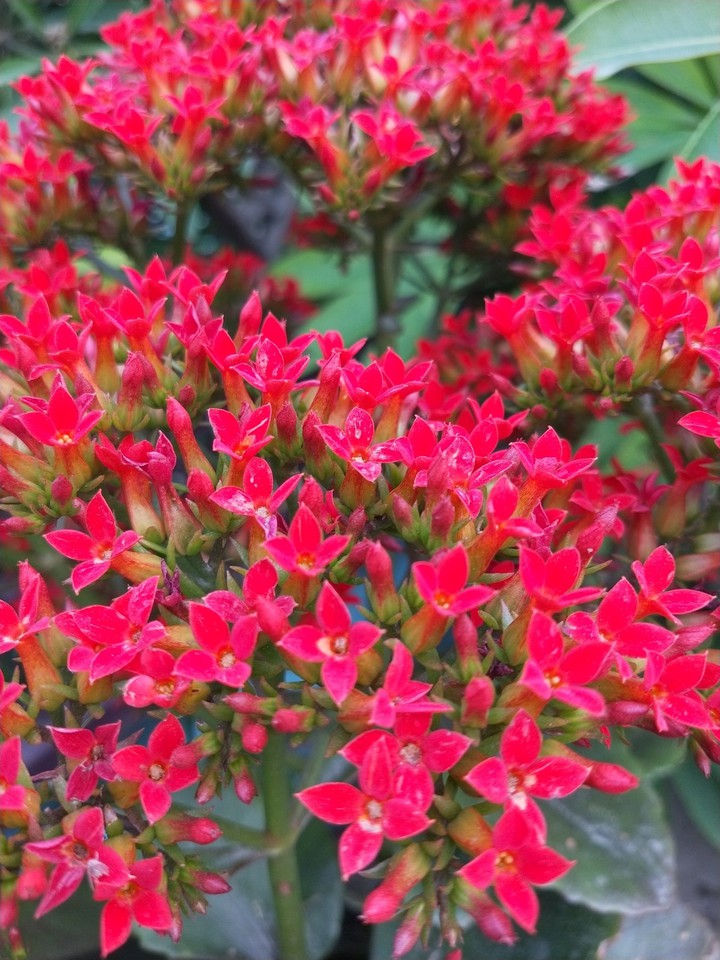 pink flowers ?❤️...
