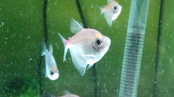 Fish