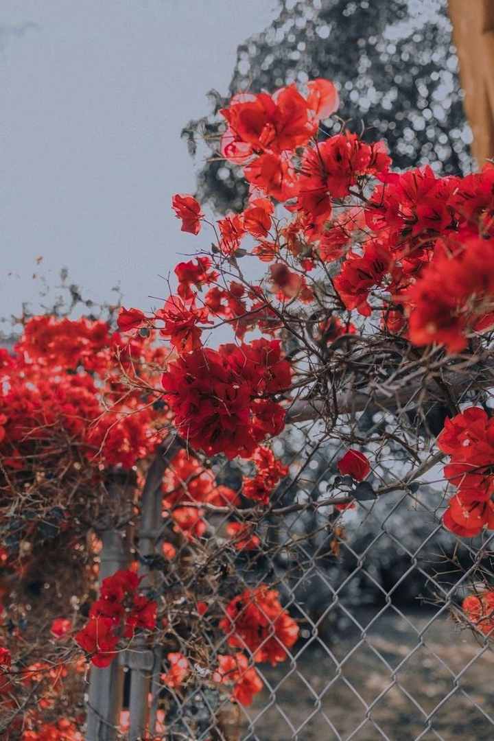 red