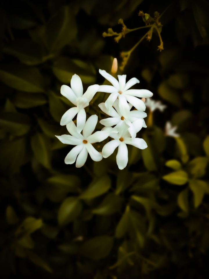 Petals