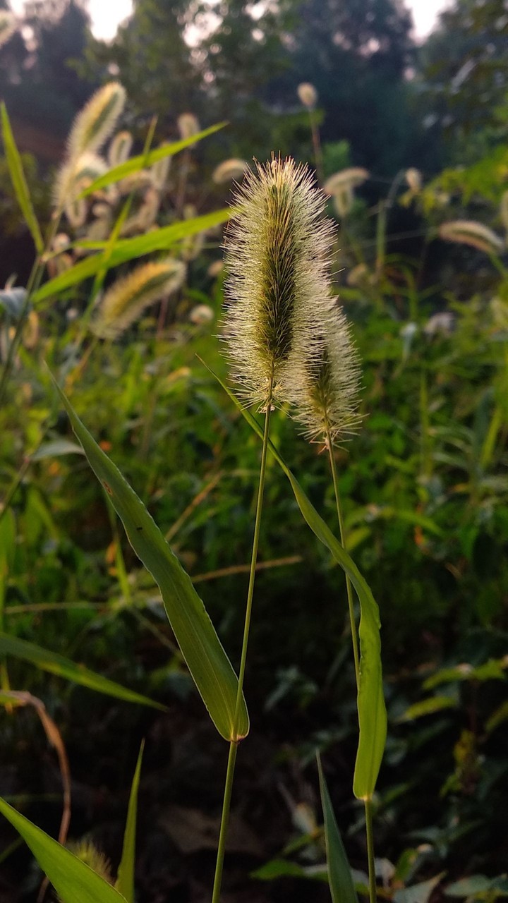 grass