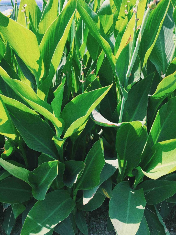 plant