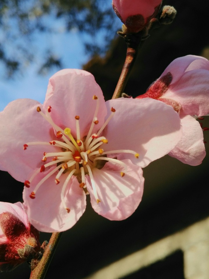 Pink.