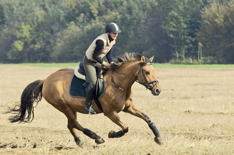 Horse Riding