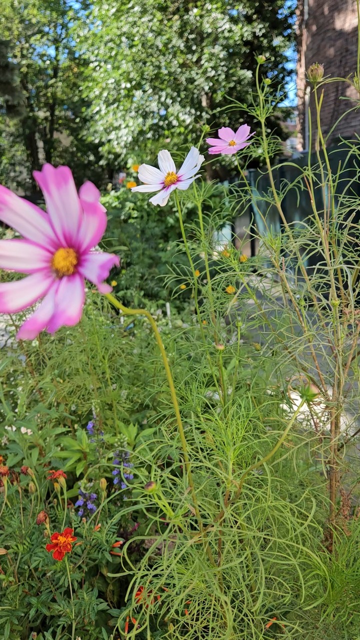My Little Autumn Garden