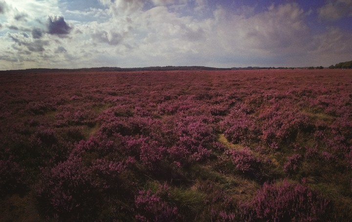 Heide, beautiful purple colors 