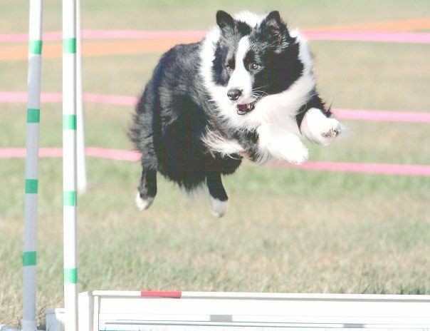 If It's Not A Broder Collie It's Just A Dog