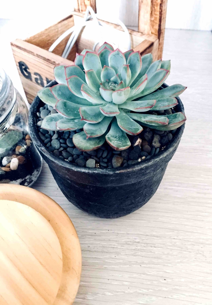 #plant#succulent