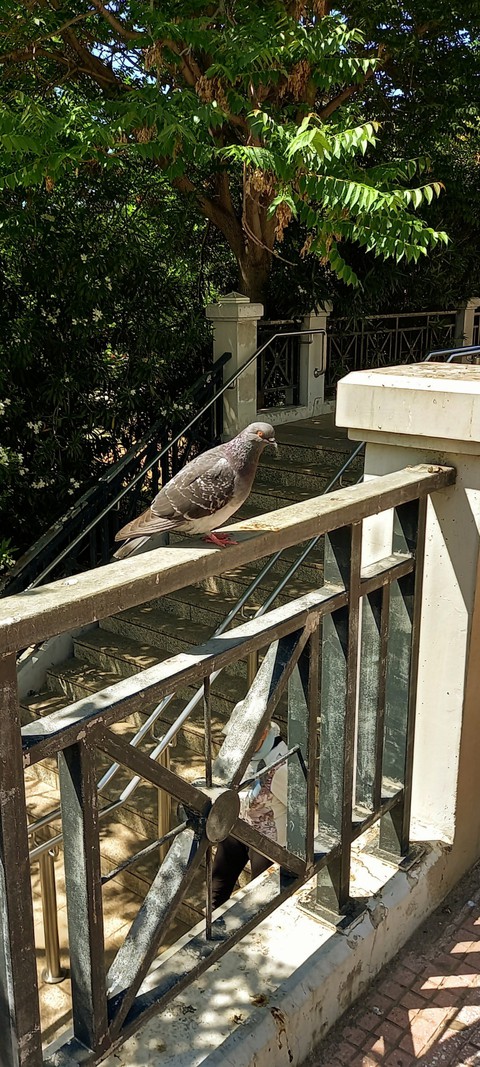 fondos de pantalla handrail, bird