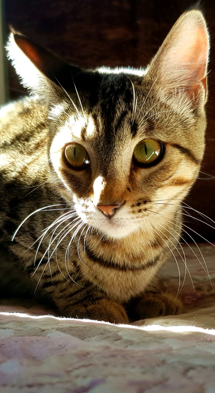 gato