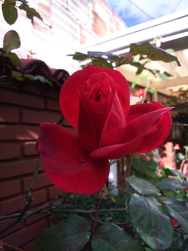 Rosa de mí jardín