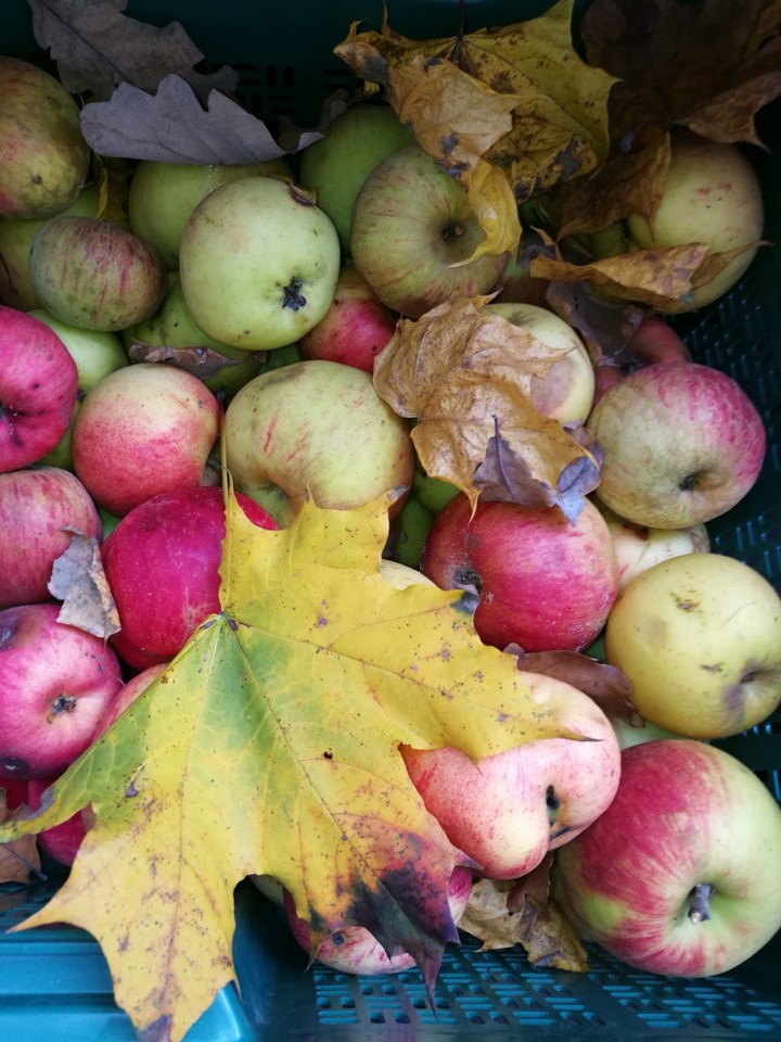 autumn