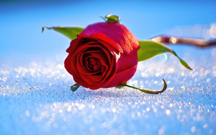 Roses